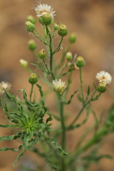 Have a plan for weeds