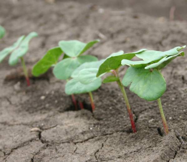 Establish an even, uniform and healthy plant stand