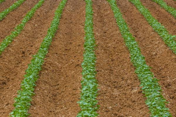 Planting and establishment