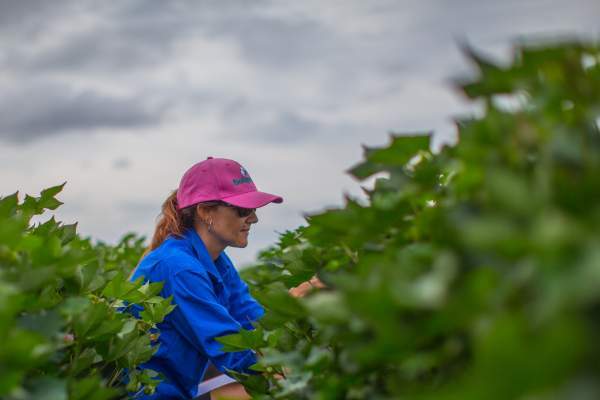 Monitor to manage the crop