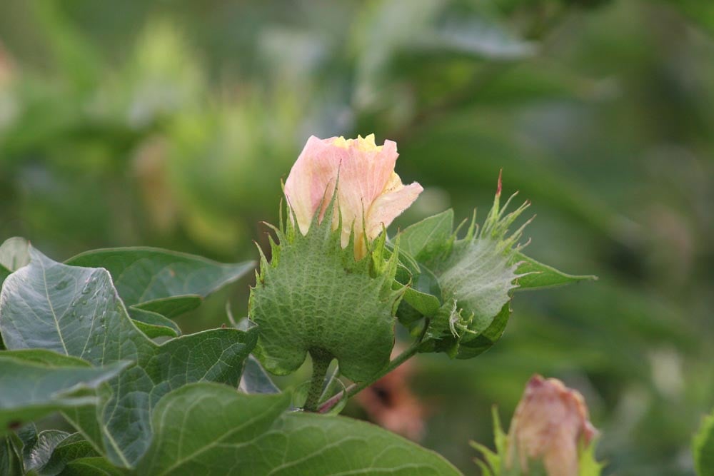 Flowering to cut out is a critical time