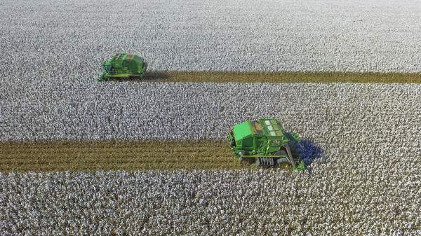 Harvest/picking