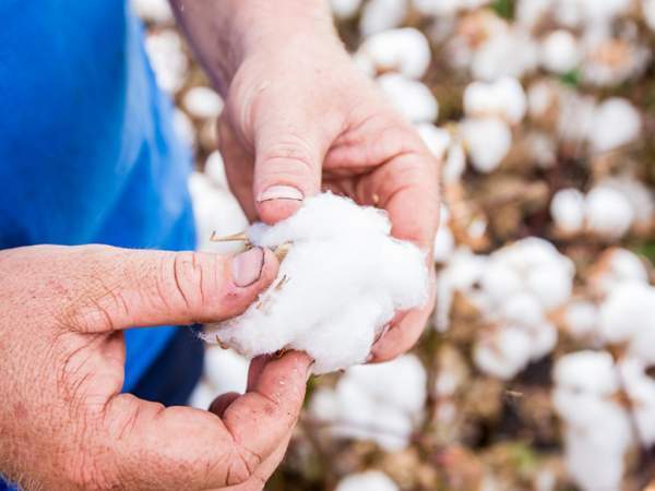 Why Cotton Less Risk